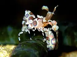 Hymenocera picta, la sola specie degli Hymenoceridae