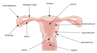 Utero e tube di falloppio. È indicata la zona anatomica corrispondente alla superficie uterina.