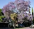 Jacaranda in Mountain View (California), USA
