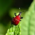 Homoeolabus analis