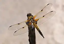 Libellula quadrimaculata