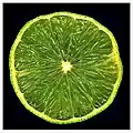 Lime