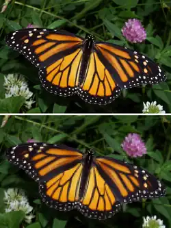 Differenza tra compressione lossless e lossy