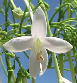 Millingtonia hortensis