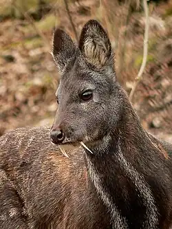 Moschus moschiferus (Moschidi)