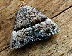 Odice jucunda (Eublemminae)