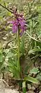 Orchis mascula