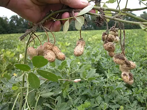 Baccelli ipogei di arachide (Arachis hypogaea) appena estratti dal terreno