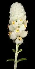 Physopsis spicata (Tribù Chloantheae)