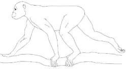 Proconsul (Primate del Miocene)