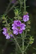 Prostanthera decussata
