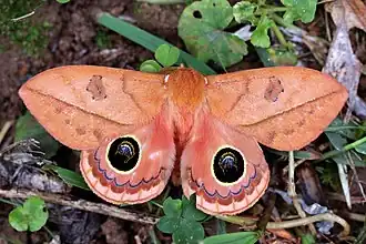 Pseudautomeris luteata (Saturniidae, Hemileucinae)
