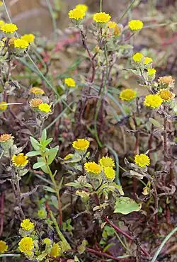 Pulicaria vulgaris