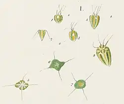 P. tetrarhynchus Schmarda, 1850