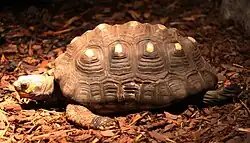 Chelonoidis carbonaria