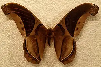 Rhescyntis pseudomartii (Saturniidae, Arsenurinae)