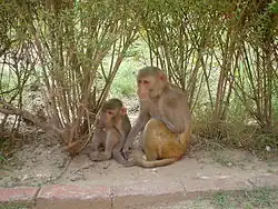 Macaco rhesus Macaca mulatta