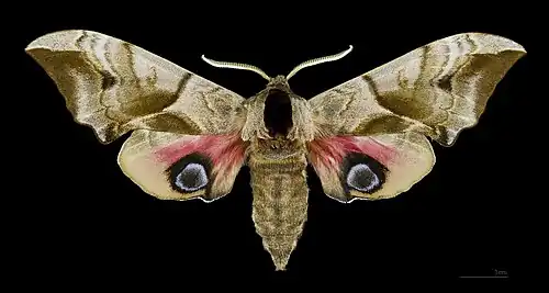 Smerinthus ocellata (Sfinge dagli occhi) (Smerinthinae)