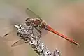 Sympetrum striolatum