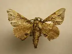 Tamphana marmorea (Apatelodidae, Epiinae)