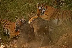 Due tigri impegnate nell'uccisione di un cinghiale.