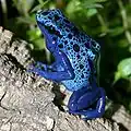Dendrobates azureus