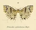 Pterotopteryx spilodesma (Alucitidae)