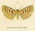 Alucita xanthodes (Alucitidae)