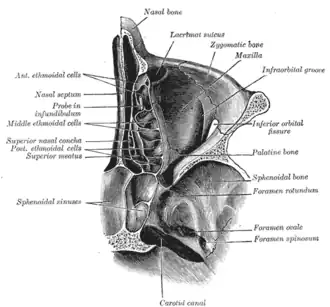 Sezione orizzontale delle cavità orbitarie e nasale.