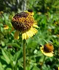 Helenium puberulum