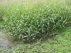 Hymenachne amplexicaulis