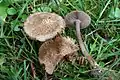 Inocybe obscura