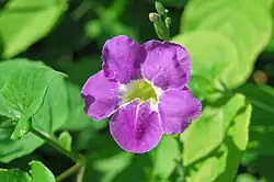 Jamaica vervain
