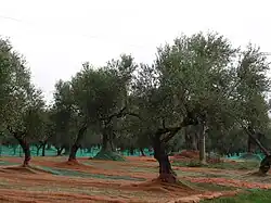 Albero di olivo