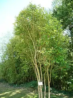 Ligustrum japonicum