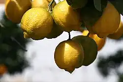 Limequat (Citrus × limettioides)