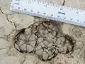 Giovani esemplari di L. williamsii nel deserto di Chihuahua