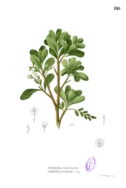 Lumnitzera racemosa