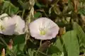 Convolvulus arvensis