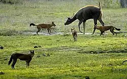 Un branco di 4 dhole (o cani selvatici indiani) mentre assalgono un sambar indiano.
