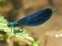 Calopteryx virgo (maschio)
