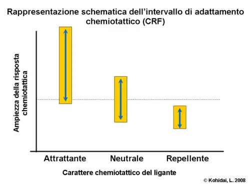Rappresentazione schematica dell'intervallo di adattamento chemiotattico (CRF)
