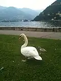 Cigno reale con prole presso Lago di Como, Italia
