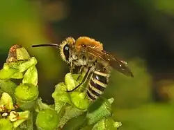 Colletes hederae Colletinae