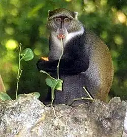 Cercopiteco dal diadema Cercopithecus mitis