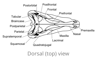 Ossa del cranio di Dimetrodon, in vista dorsale