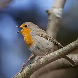 Erithacus rubecula (Muscicapidae)