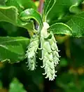 Garrya elliptica