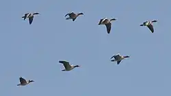 Oche selvatiche in volo