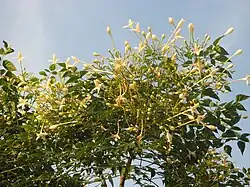 Millingtonia hortensis